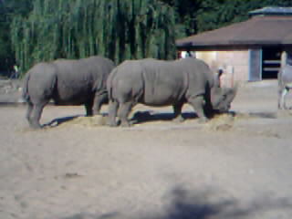 rhinocéros