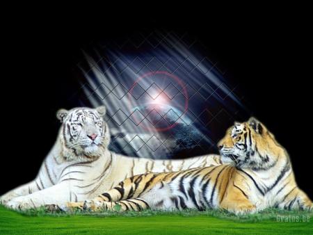 tigre