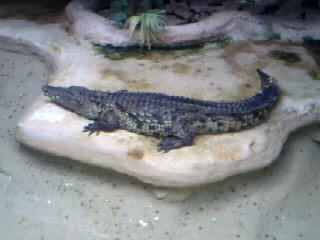 crocodile