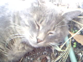 mon chat