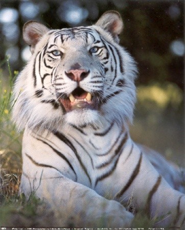 tigre