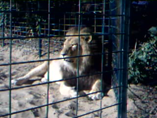 lion