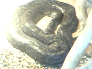 anaconda