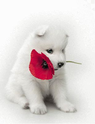 chien