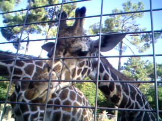 girafe
