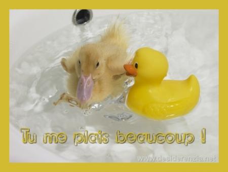 amour