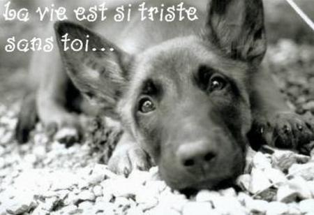 amour