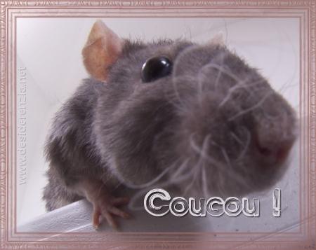 salut  à tout le monde