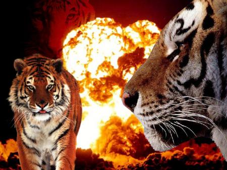 tigre