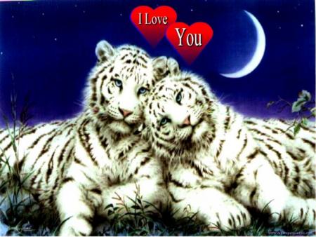 amour